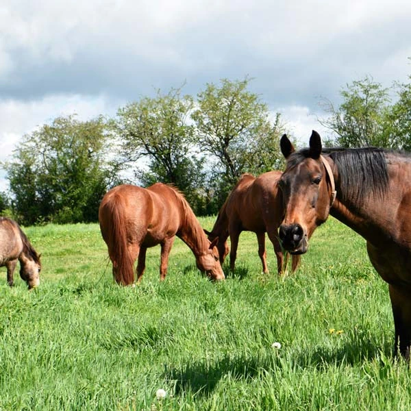 Pension pour chevaux à Chaspinhac, Haute-Loire